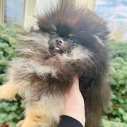 Gremlin - Black and tan male Pomeranian puppy in Waterloo, Indiana from Garcias Pomeranian
