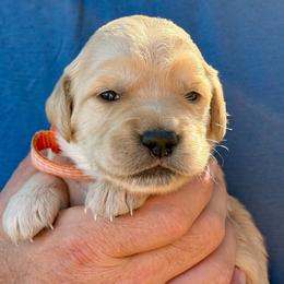 Clove - Golden female Golden Retriever puppy in Doniphan, Missouri from Stockford’s Golden Retrievers