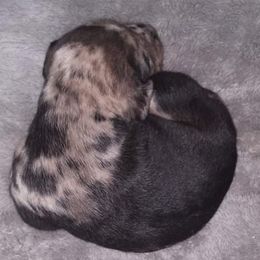 Girl 3 - Catahoula Leopard Dog puppy in Pavillion, Wyoming from TNT Catahoulas