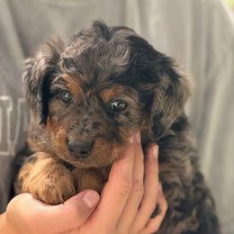 Ginger - Blue merle female Aussiedoodle puppy in Chattanooga, Tennessee from Leafy Acre Mini Farm