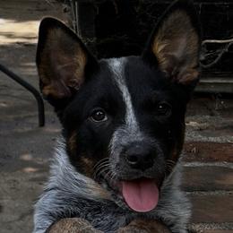 Tess Aka Cheyenne - Blue speckled female Australian Cattle Dog puppy in Red Bluff, California from Route 99 Heelers