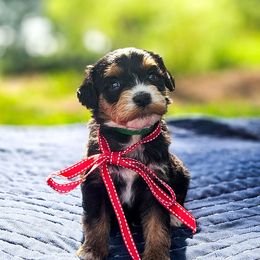 Crew - Tri-color male Bernedoodle puppy in Russell Springs, Kentucky from 270 Doodles