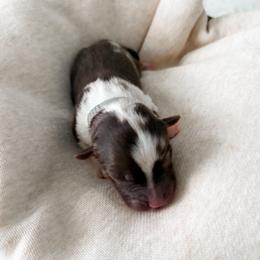 Kristoff - Red merle male Miniature Australian Shepherd puppy in Pollok, Texas from Pineywoods Pups