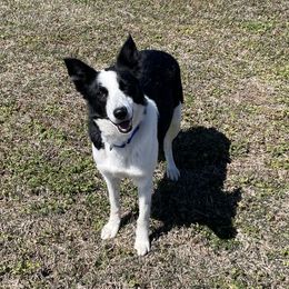 Bert - Border Collie