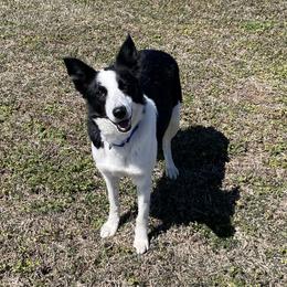 Bert - Border Collie