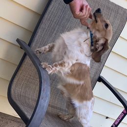 Dachshunds from Midessa Dachshund