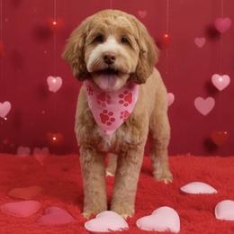 Peaches - Australian Labradoodle