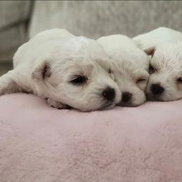 Bichon Frise puppies from Wonder Bichons