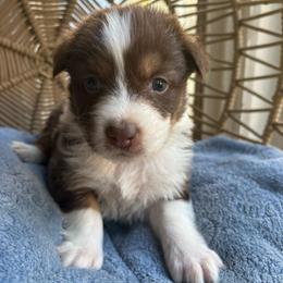 Henry - Red tri-color male Australian Shepherd puppy in Grants Pass, Oregon from Carmel Mountain Aussies