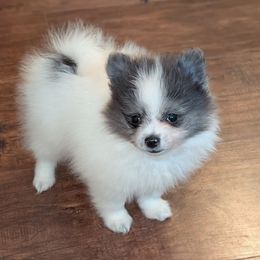 Blue Sable Parti Girl - Blue sable female Pomeranian puppy in Danielsville, Georgia from PassionatePomPoms