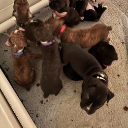 Girl 4 - Brindle female Boxer puppy in West Salem, Ohio from KCF Boxers
