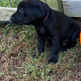 Labrador Retrievers from Ardentt Retrievers