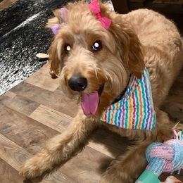 Goldendoodles from Dolly Doodles TX