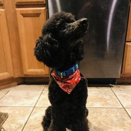 Kevin - Poodle