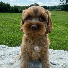 Duke Caboom - Red male Cockapoo puppy in Holton, Indiana from MoonShine Babies
