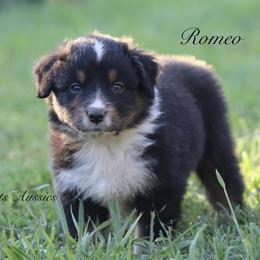 Romeo - Black tri-color male Australian Shepherd puppy in Ceres, California from Knight's Aussies
