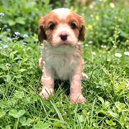 Maxwell - Blenheim male Cavalier King Charles Spaniel puppy in Pennsylvania from Julie's Cavalier King Charles Spaniels