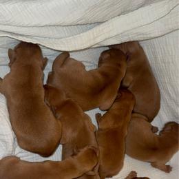 Boy 2 - Yellow male Labrador Retriever puppy in Wardensville, West Virginia from Sager’s Labrador Puppies