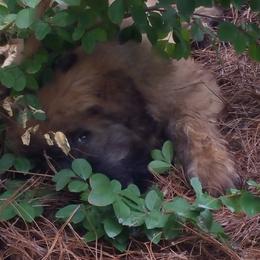Bouvier des Flandres Puppies from Julie Smith