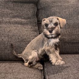 Maple - Salt and pepper female Miniature Schnauzer puppy in Akron, Ohio from Green Family Companion Kennel, LLC