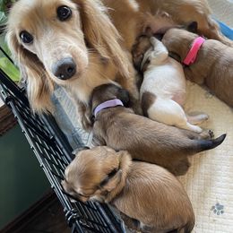 Dachshund Puppies from Little Kisses Doxies