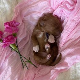 Camellia (Purple) - Red  female Goldendoodle puppy in Payson, Utah from Life_on. Paws