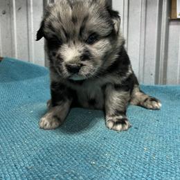 Spade - Blue merle male Australian Shepherd puppy in Whitwell, Tennessee from Owl Hollow Farm