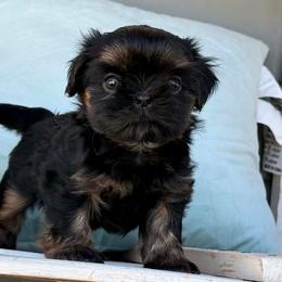 Boy 1 - Black and tan male Shih Tzu puppy in Calimesa, California from Little Mountain’s Shih Tzus