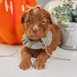 PEPPERMINT - Red  female Goldendoodle puppy in Iola, Texas from Supreme Doodles of Texas