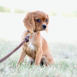 Sage - Cavalier King Charles Spaniel