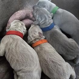 Aqua Collar - Silver gray male Weimaraner puppy in Indiana from So-IN Weimaraner's