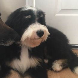 Bernedoodles, Cavalier King Charles Spaniels, Cavapoos, and Poodles from Dinky Doo Doodles