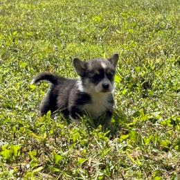 Zuma - Black and tan male Pembroke Welsh Corgi puppy in Accident, Maryland from Deep Creeks Pembrokes