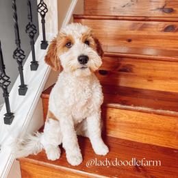 Honey - Parti female Goldendoodle puppy in Middletown, Ohio from Lady Doodle Farm