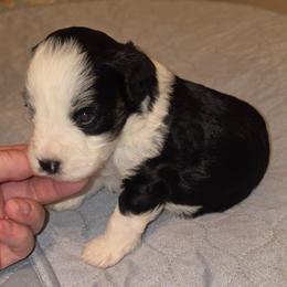 Duke - Parti male Miniature Schnauzer puppy in Graham, Washington from Kristy's French Bulldogs & Mini Schnauzers
