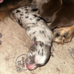 JJ - Blue merle male Miniature Australian Shepherd puppy in Asheboro, North Carolina from Stellar Aussies
