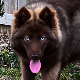 Mizuki - Siberian Husky