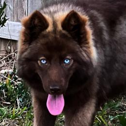 Mizuki - Siberian Husky
