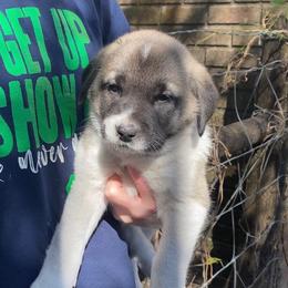 Anatolian Shepherd Dog Puppies from Sherry Brook Farm