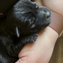 Max - Black male Miniature Schnauzer puppy in Hull, Georgia from Ardent Miniature Schnauzers of Athens