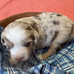 Prancer - Red merle male Miniature Australian Shepherd puppy in Port Saint Lucie, Florida from Charlene Brannon's Mini Australian Shepherds