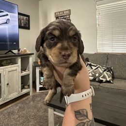 Tilly - Chocolate and tan female Dachshund puppy in Mc Alester, Ok, Oklahoma from New Hope Miniature Dachshunds