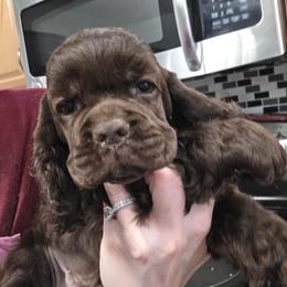 Tater tot - Brown male Cocker Spaniel puppy in Northampton, Pennsylvania from ChristMos Cockers