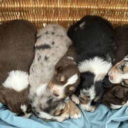 Australian Shepherd Puppies from Wigglin K Aussies