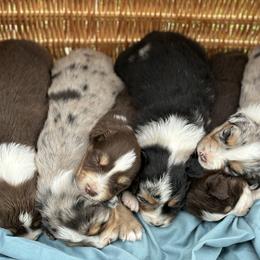 Australian Shepherd Puppies from Wigglin K Aussies