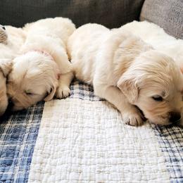 Golden Retriever Puppies from Southern Golden Retrievers