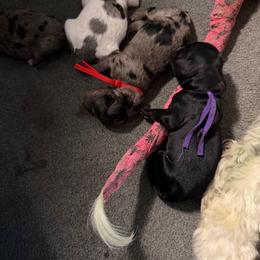 Molly (Pitcher) - Black female Goldendoodle puppy in Newark, Ohio from Valleydayle Doodles and Wheatens