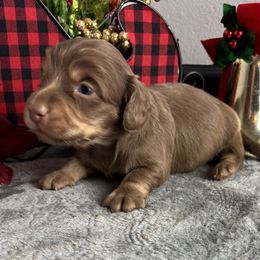 Eddie - Chocolate and tan male Dachshund puppy in Gilbertsville, Kentucky from DeLaunes Dachshunds