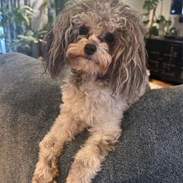 Kasper - Poodle