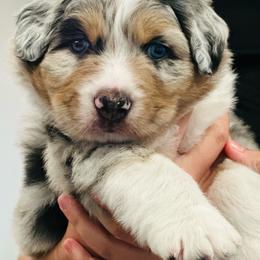 Billy - Blue merle male Australian Shepherd puppy in Palm Bay, Florida from Wiggle Butt's